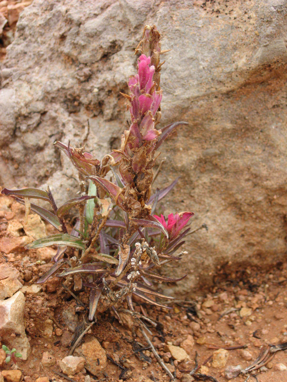 Plancia ëd Castilleja revealii N. H. Holmgren