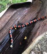 Image of Allen's Coral Snake