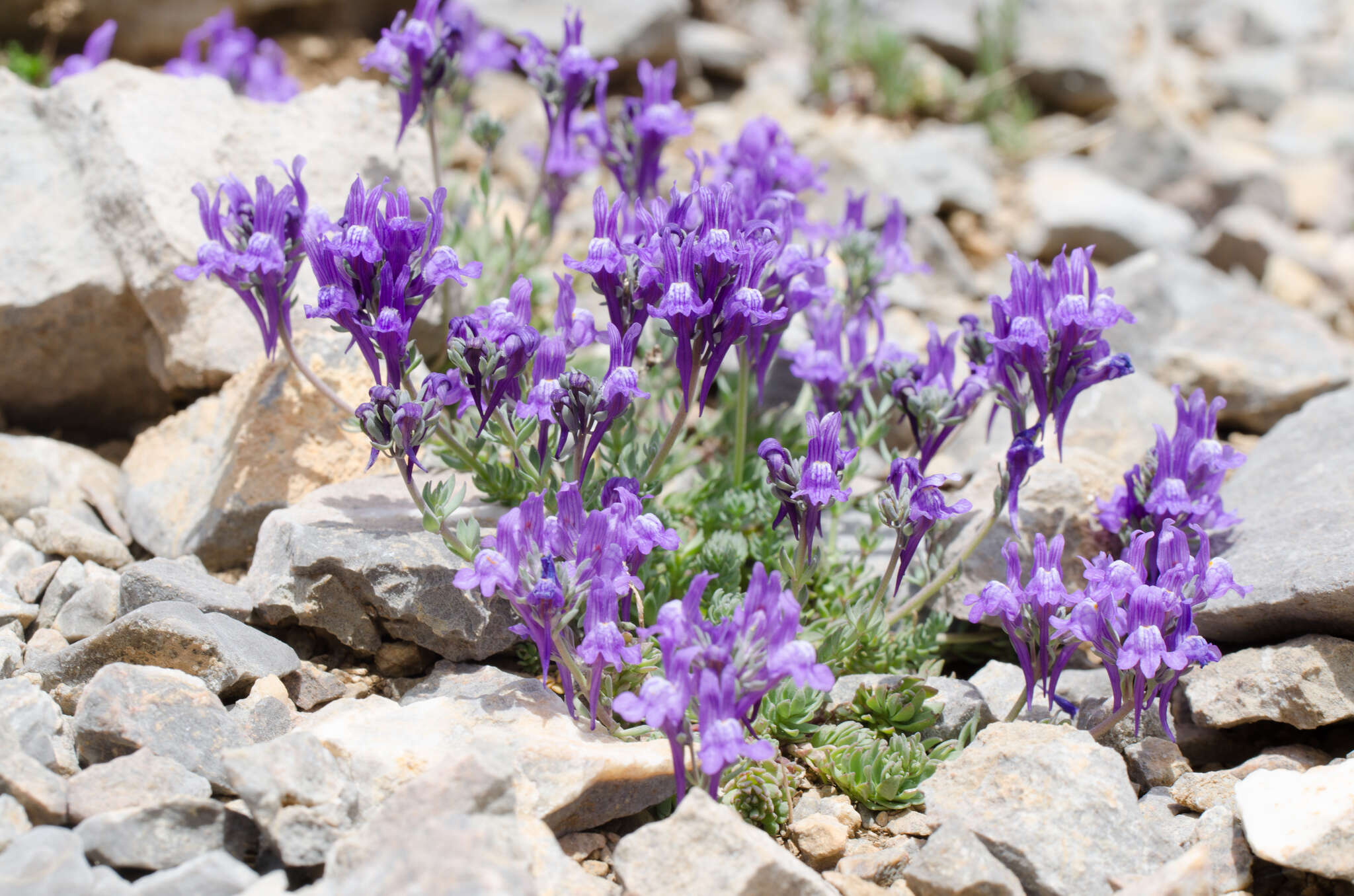 Image of Linaria alpina subsp. alpina