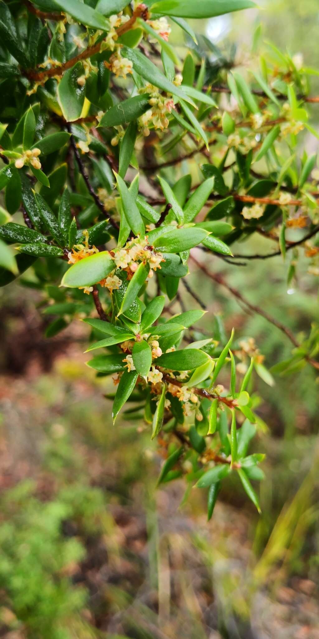 Image of Monotoca glauca (Labill.) Druce