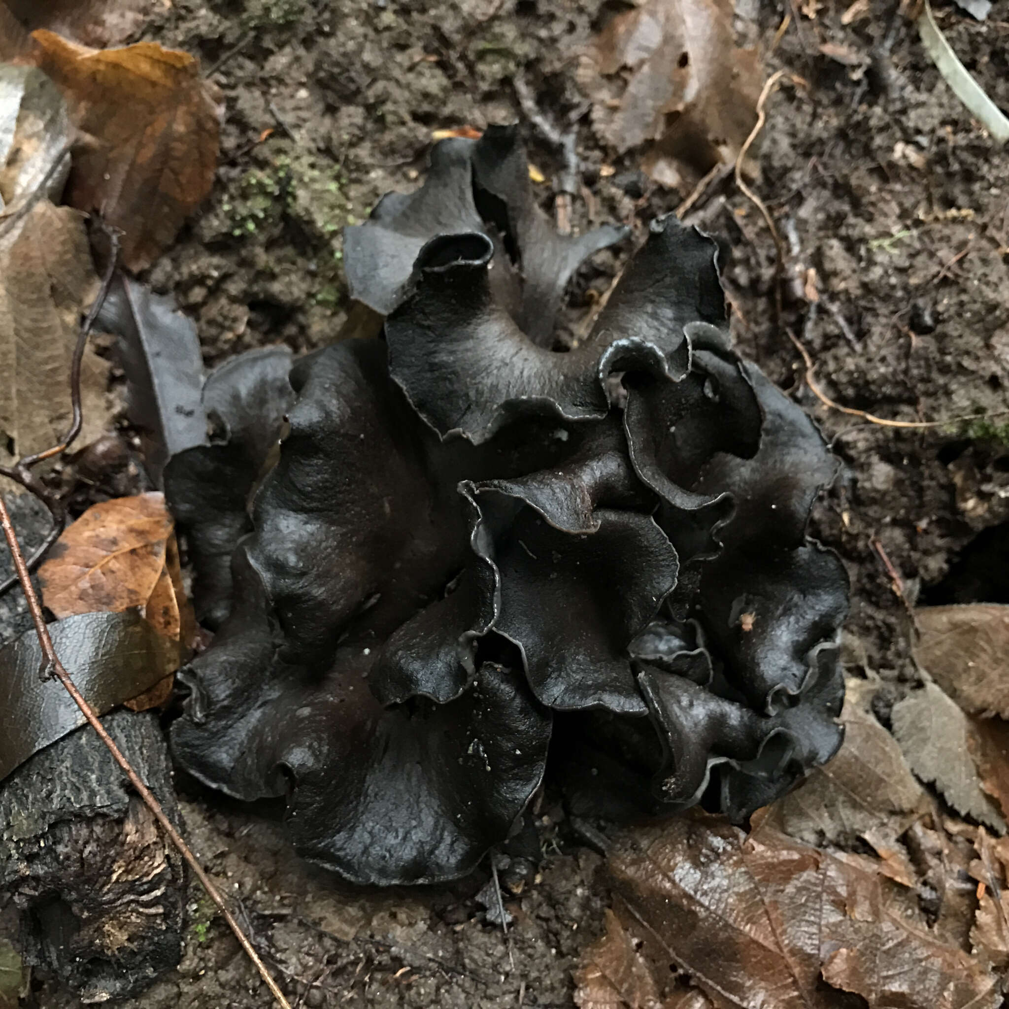 Image of Craterellus calicornucopioides D. Arora & J. L. Frank 2015