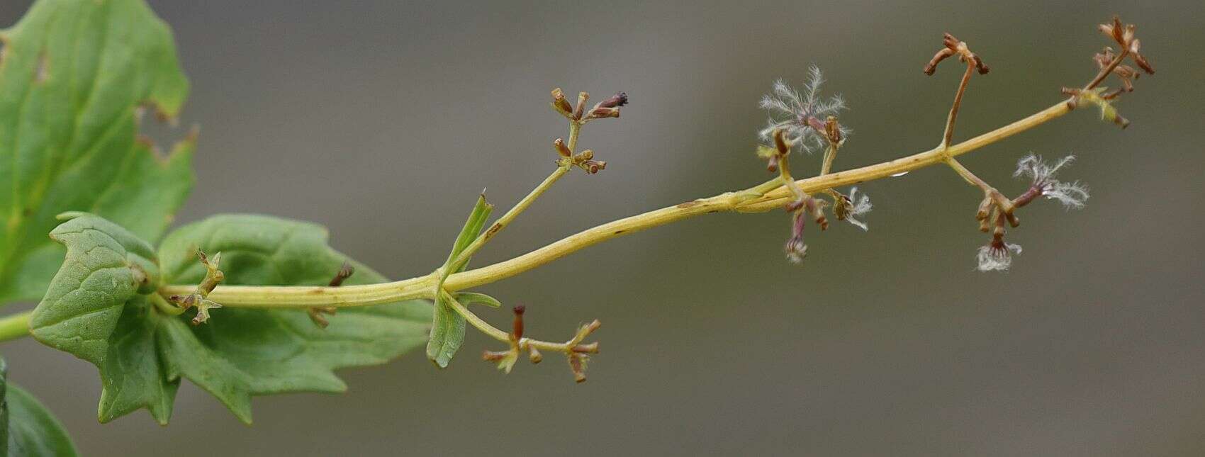 Image de Valeriana elongata Jacq.