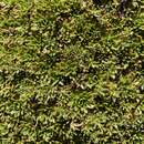 Image of Azorella aretioides (Spreng.) Willd. ex DC.