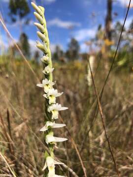 Image of Giant-Spiral Ladies'-Tresses