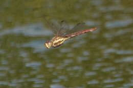 Image of Orthemis aequilibris Calvert 1909