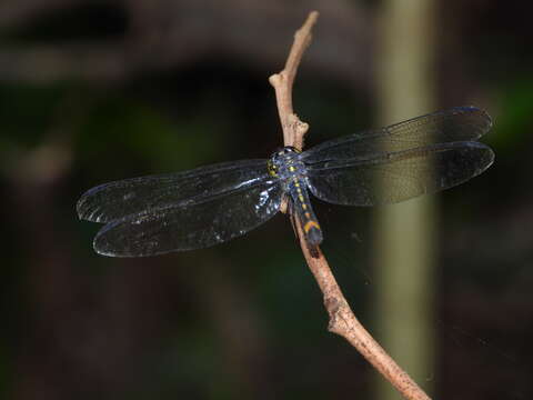 Image de Agrionoptera sexlineata Selys 1879