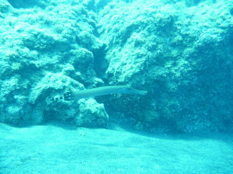 Image of Atlantic cornetfish