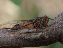 Image of Yoyetta fluviatilis Emery, Emery & Popple 2015