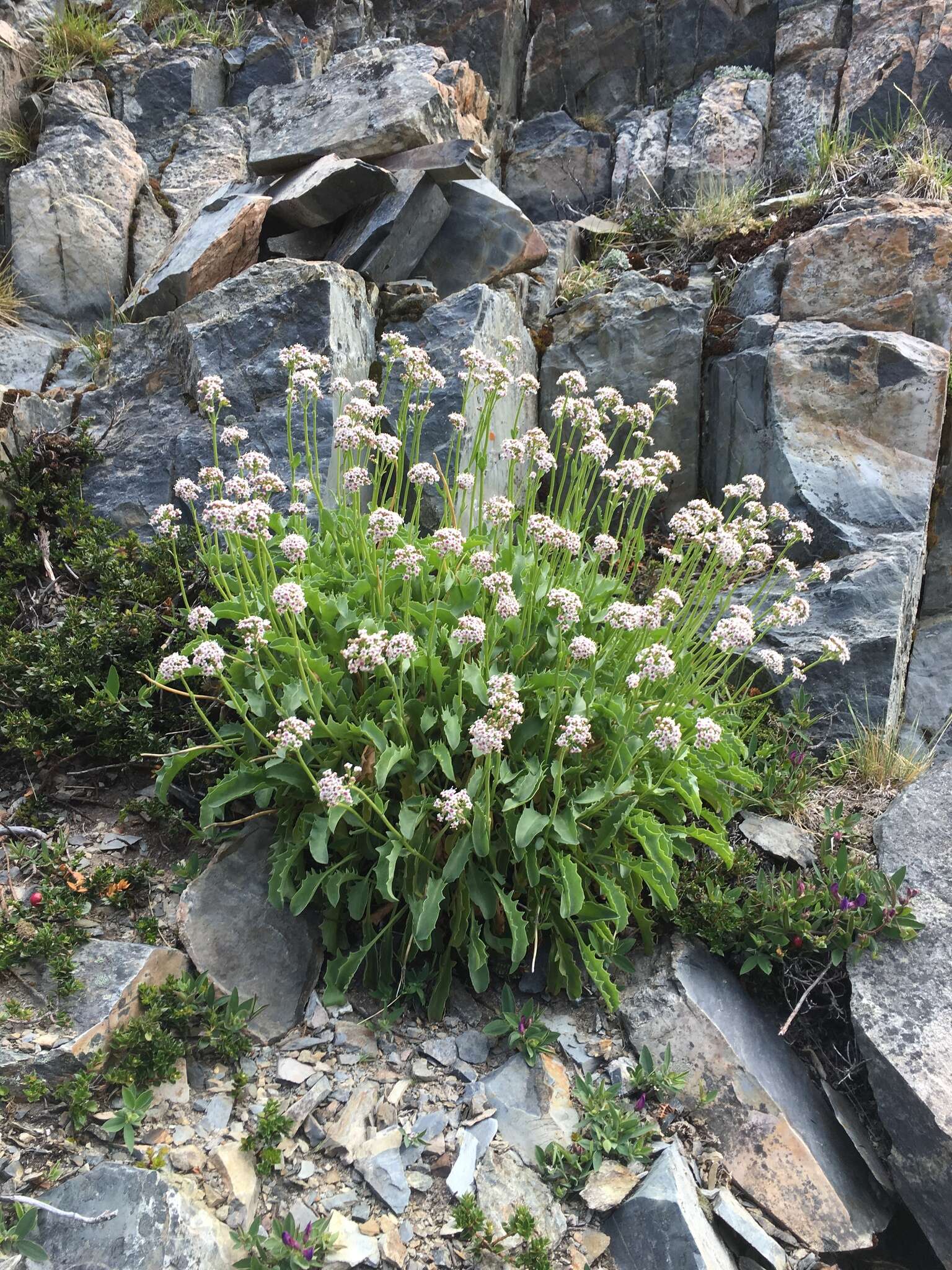 Image of Valeriana carnosa Sm.