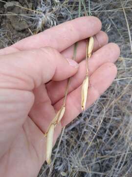 Image of Idaho milkvetch