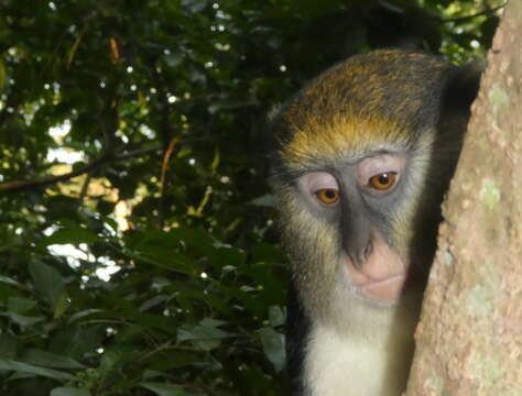 Слика од Cercopithecus lowei Thomas 1923