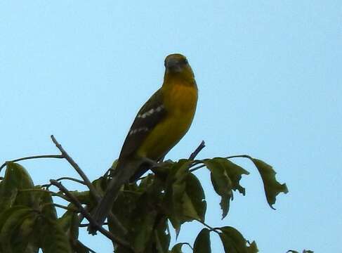 Image of Mexican Yellow Grosbeak