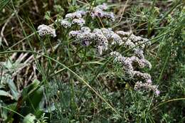 Image of Goniolimon speciosum (L.) Boiss.