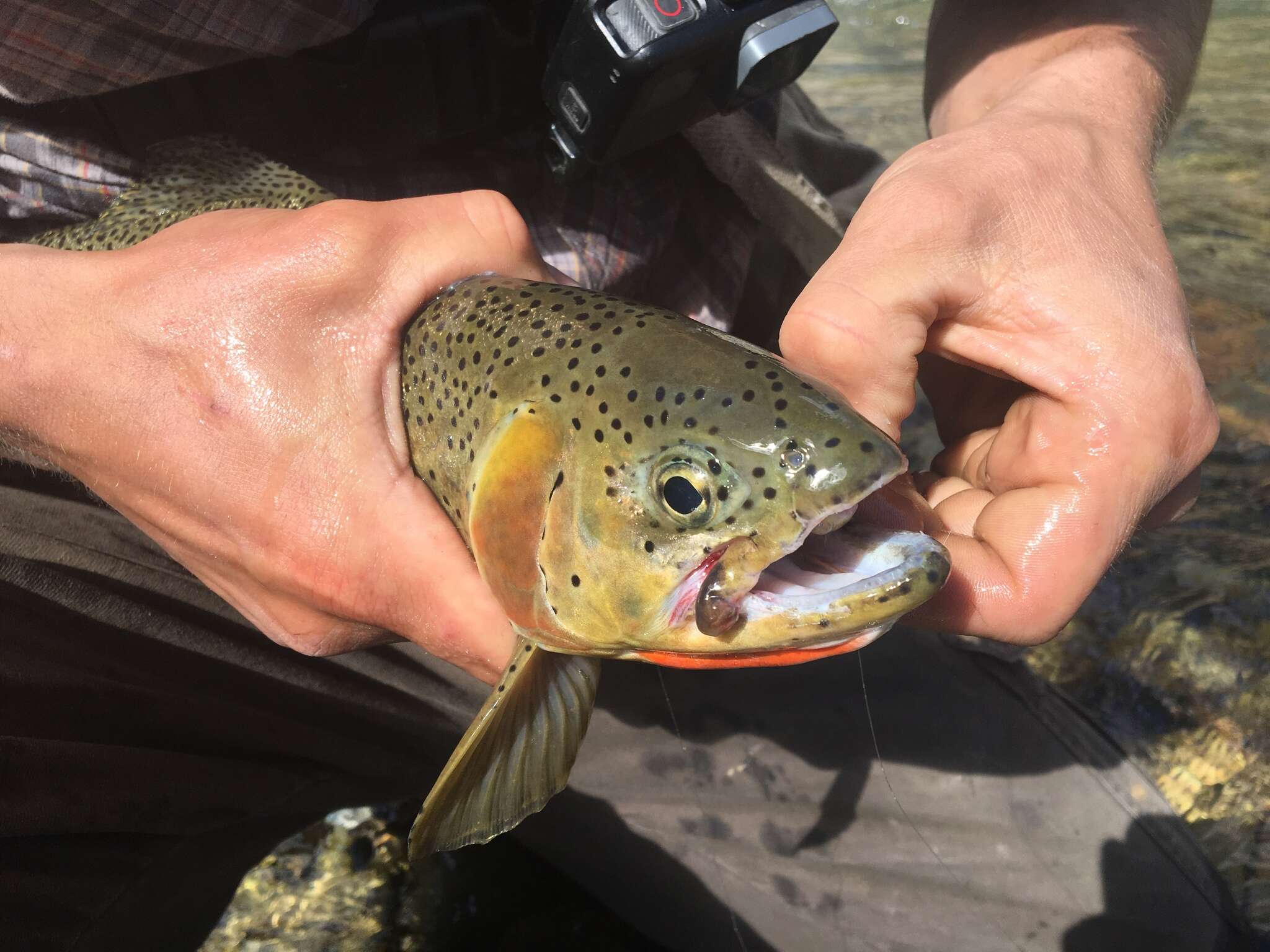 Image of Oncorhynchus clarkii lewisi (Girard 1856)