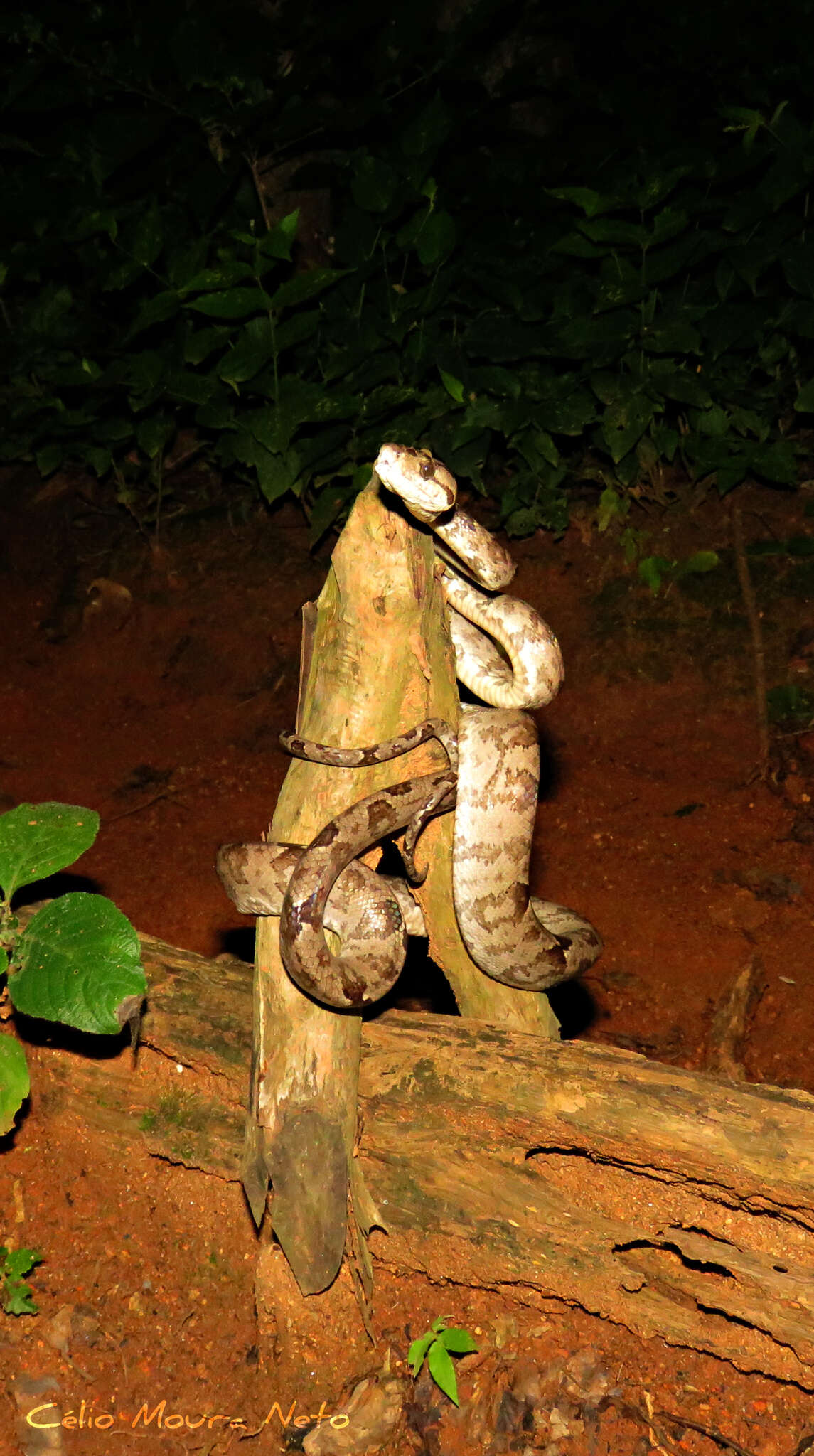 Image of Corallus hortulana (Linnaeus 1758)