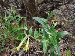 Слика од Lithospermum notatum (I. M. Johnst.) J. I. Cohen