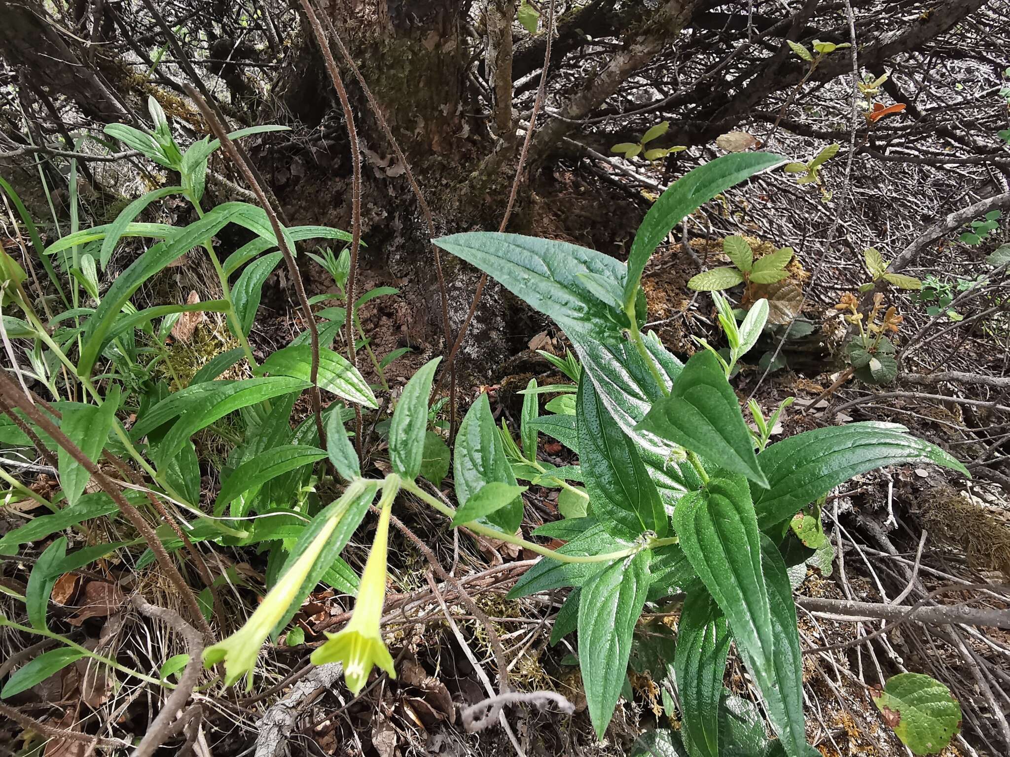 Слика од Lithospermum notatum (I. M. Johnst.) J. I. Cohen