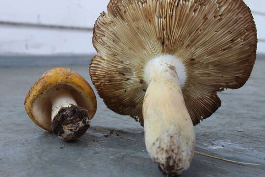 Image of Russula ochroleucoides Kauffman 1917