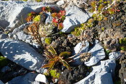 Gentianella angustifolia Glenny的圖片