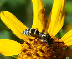 Image of Texas Nomad Bee