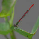 Image of Ceriagrion corallinum Campion 1914