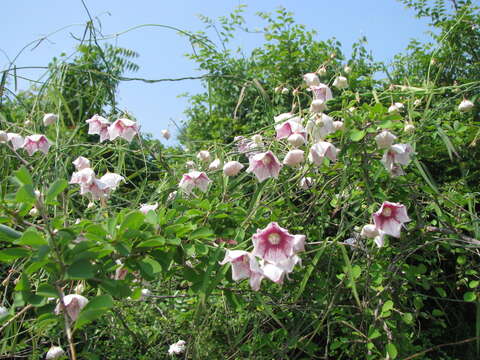 Image of Rosy Milkweed Vine