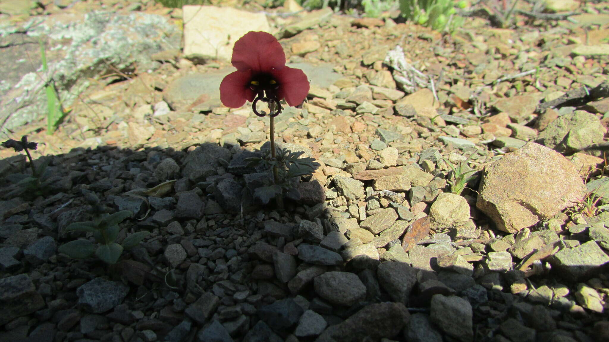 صورة Alonsoa unilabiata (L. fil.) Steud.