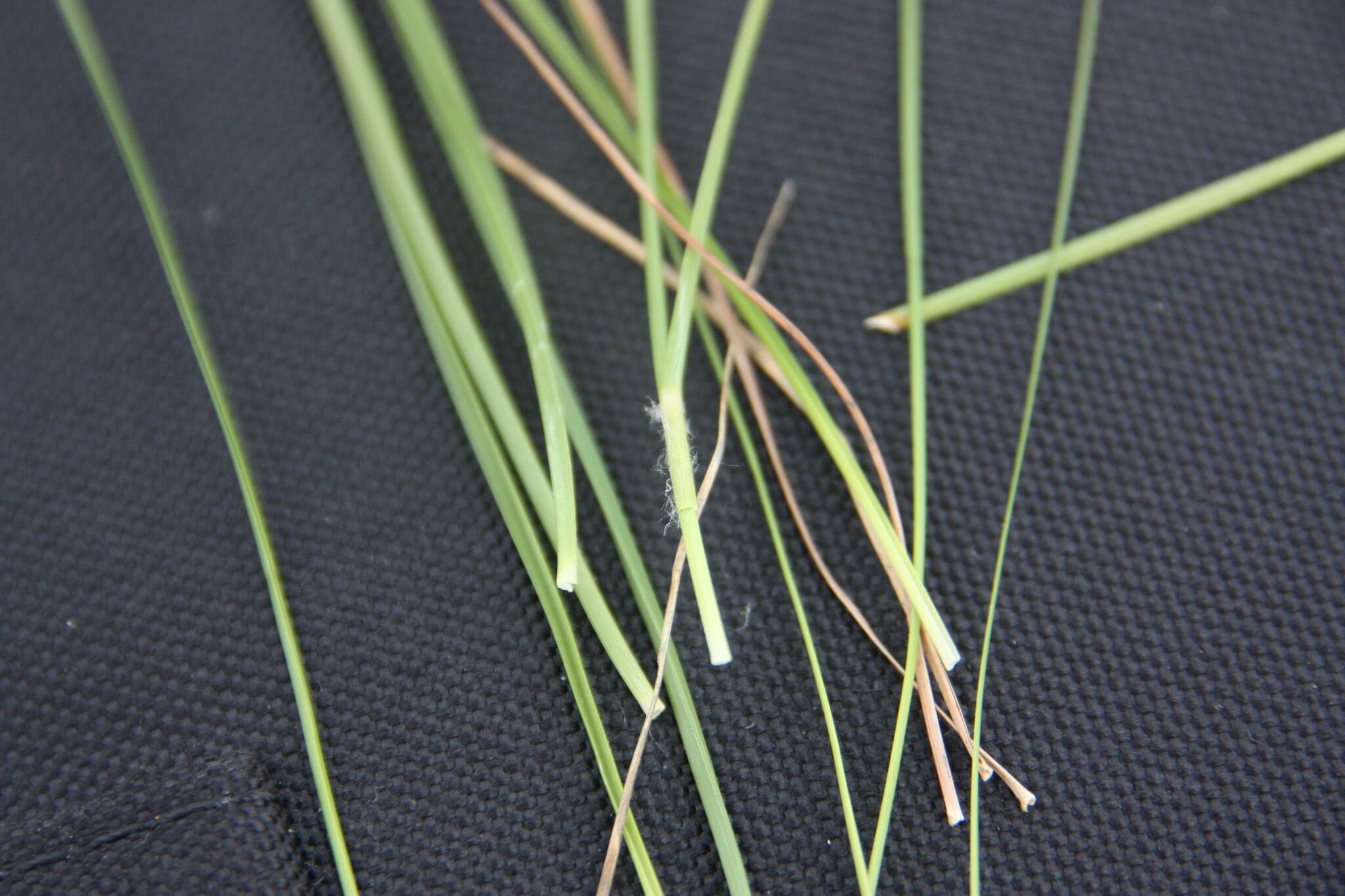 Image of prairie dropseed