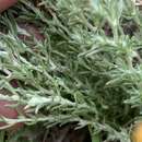 Image of Helichrysum dregeanum Harv. & Sond.