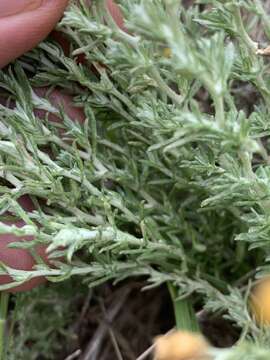 Image of Helichrysum dregeanum Harv. & Sond.