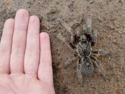 Image of Straight Horned Baboon Tarantula