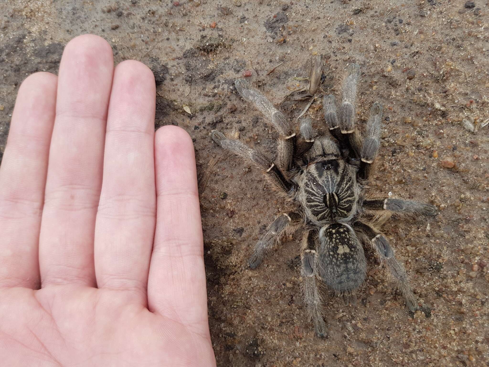 Image of Straight Horned Baboon Tarantula