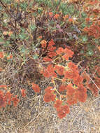 Image of Santa Cruz Island buckwheat