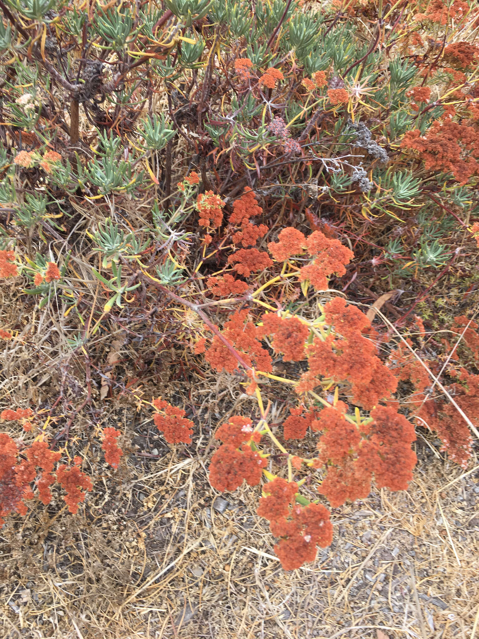 Image of Santa Cruz Island buckwheat