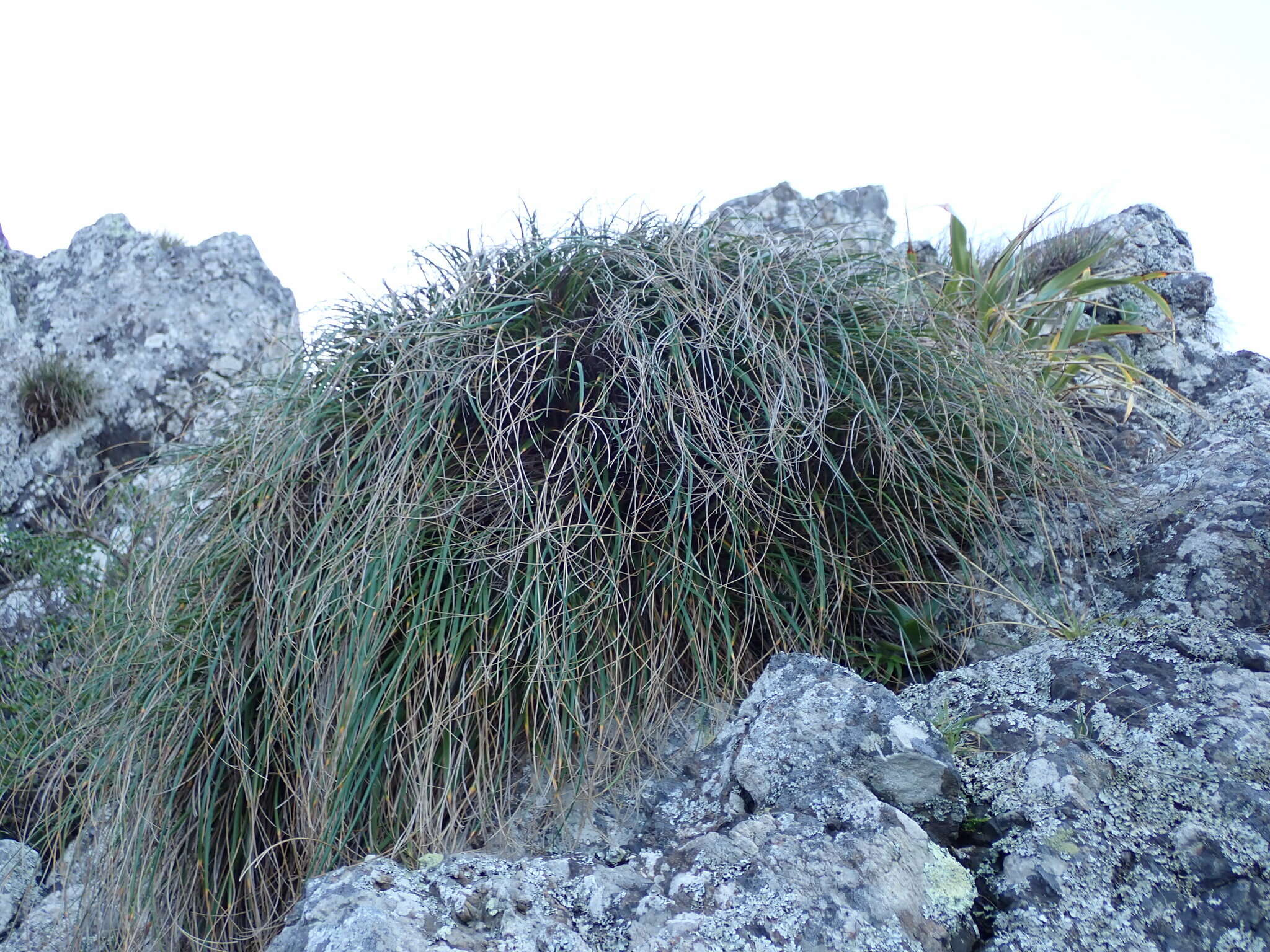 Chionochloa beddiei Zotov resmi