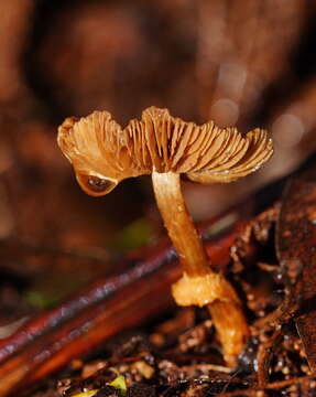 Image of Descolea recedens (Sacc.) Singer 1955