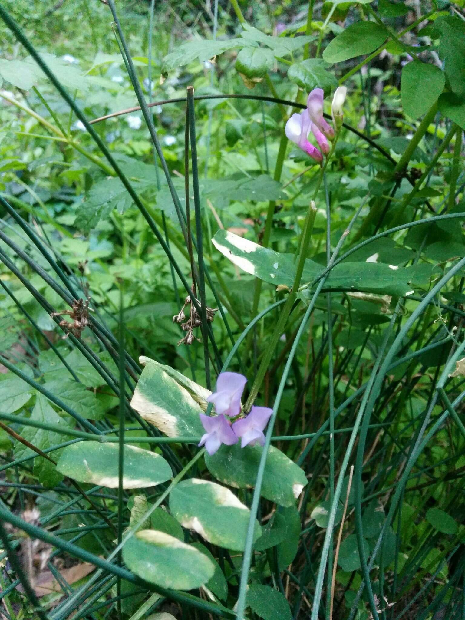 Image of American vetch