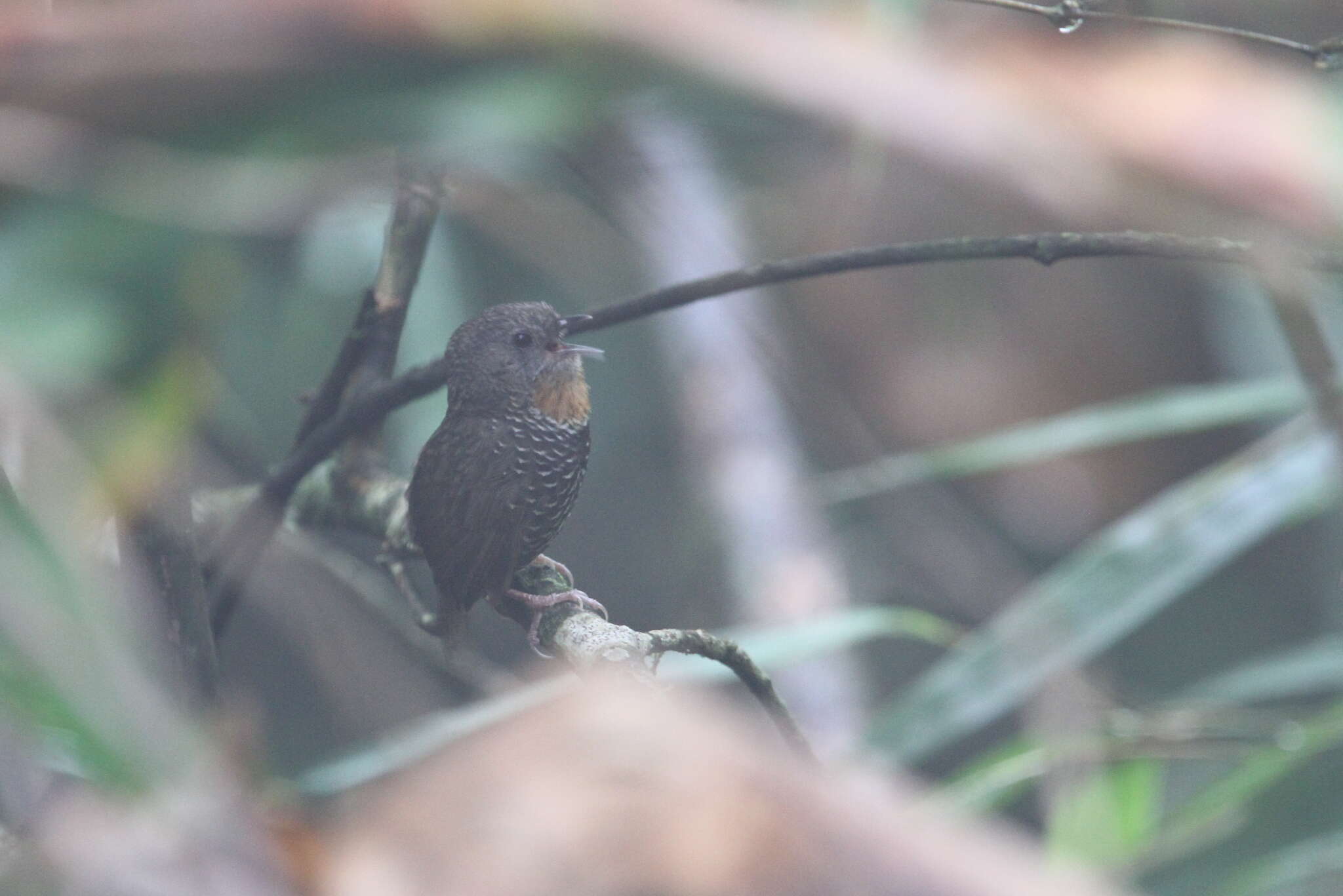 Image of Mishmi Wren-babbler