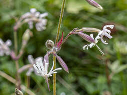 Imagem de Silene nutans subsp. nutans