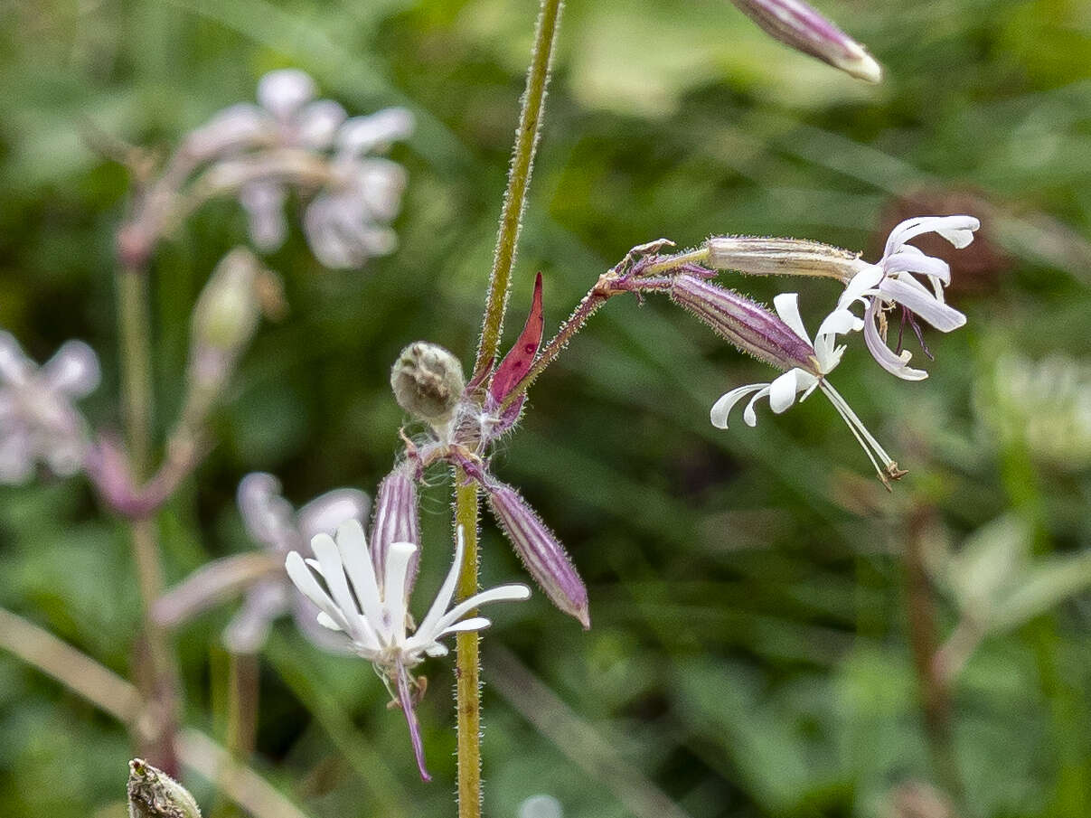 Image de Silene nutans subsp. nutans