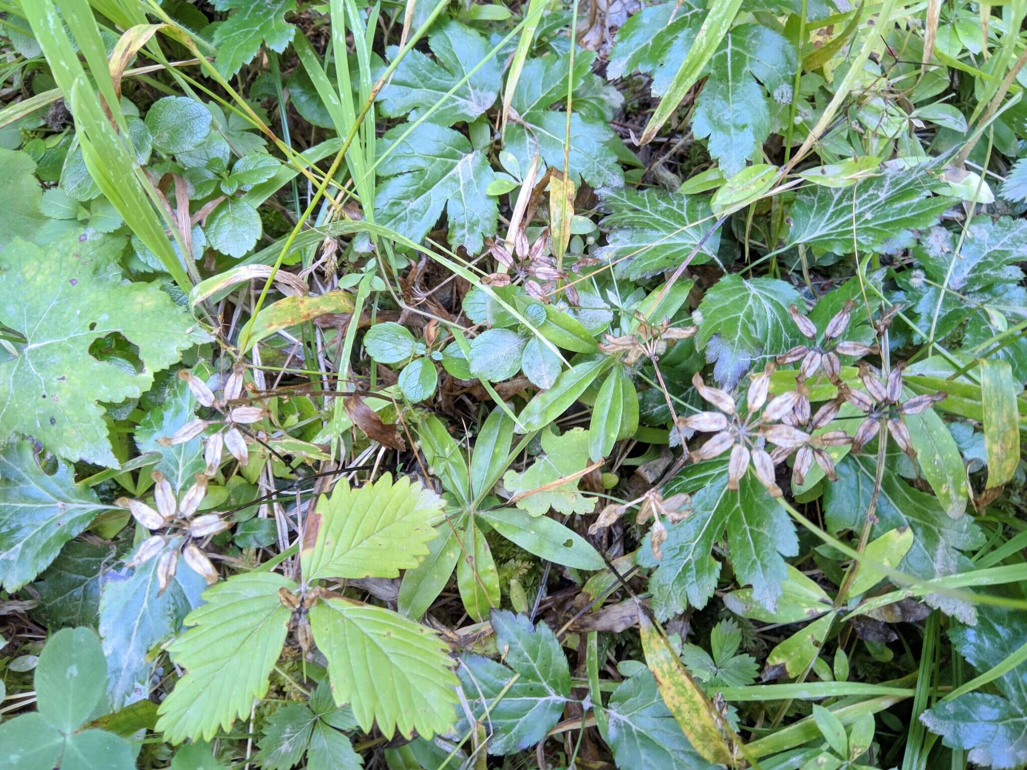 Image of Idaho goldthread