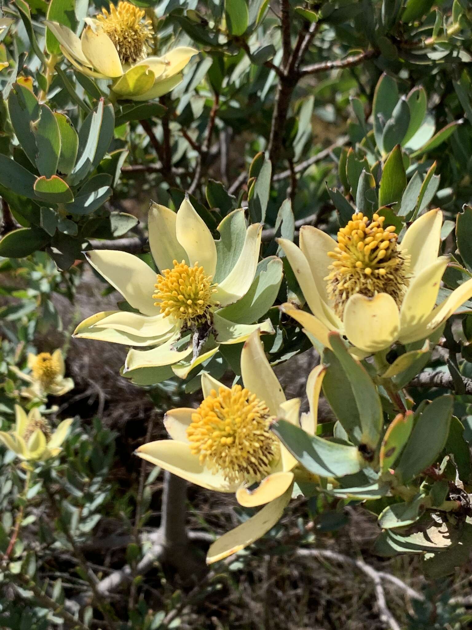 Plancia ëd Leucadendron discolor Buek ex Meissn.