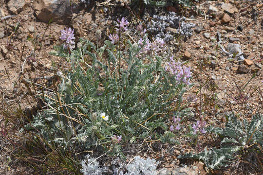 Image de Astragalus andersonii A. Gray