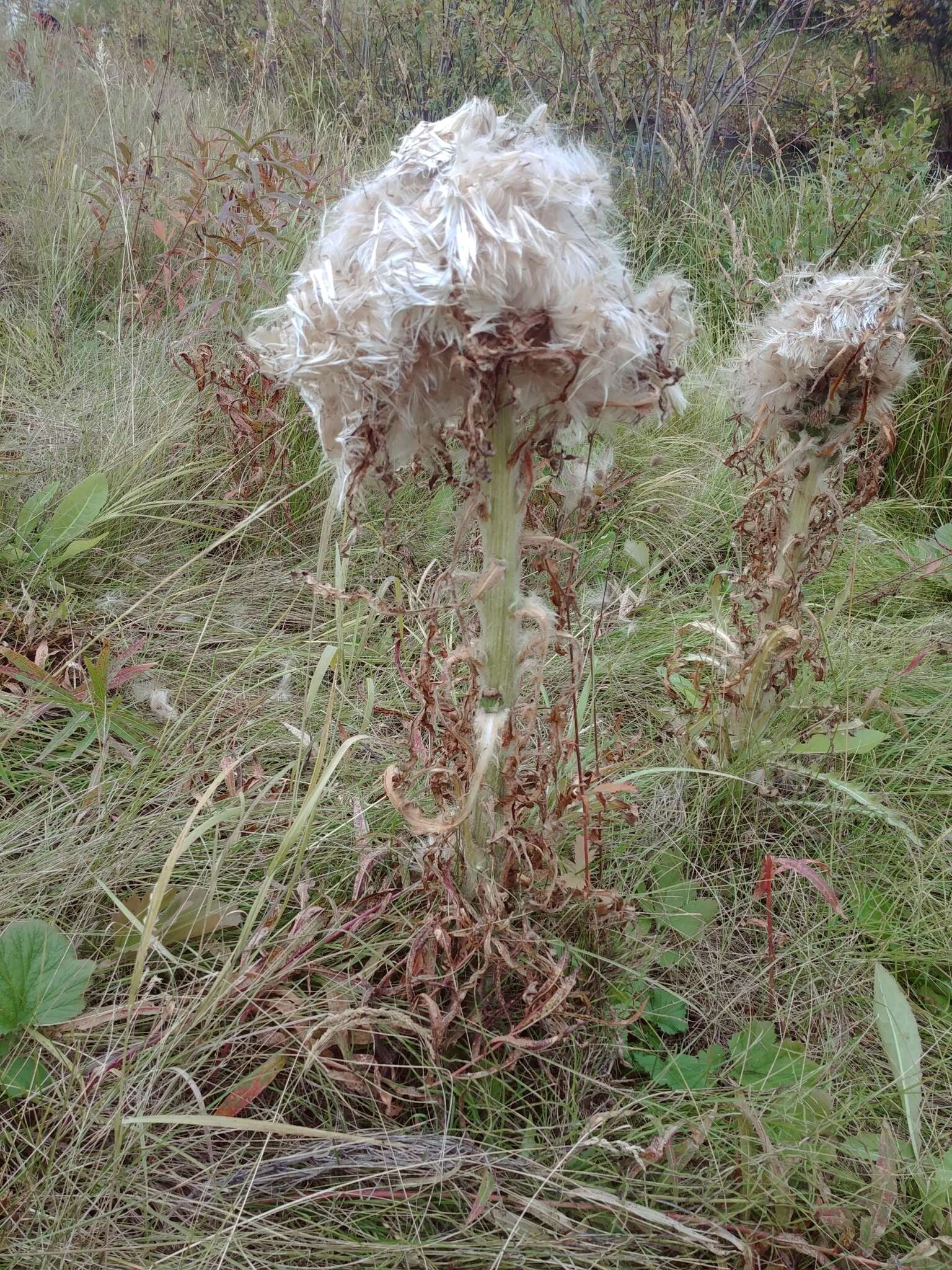 Image of Elk Thistle