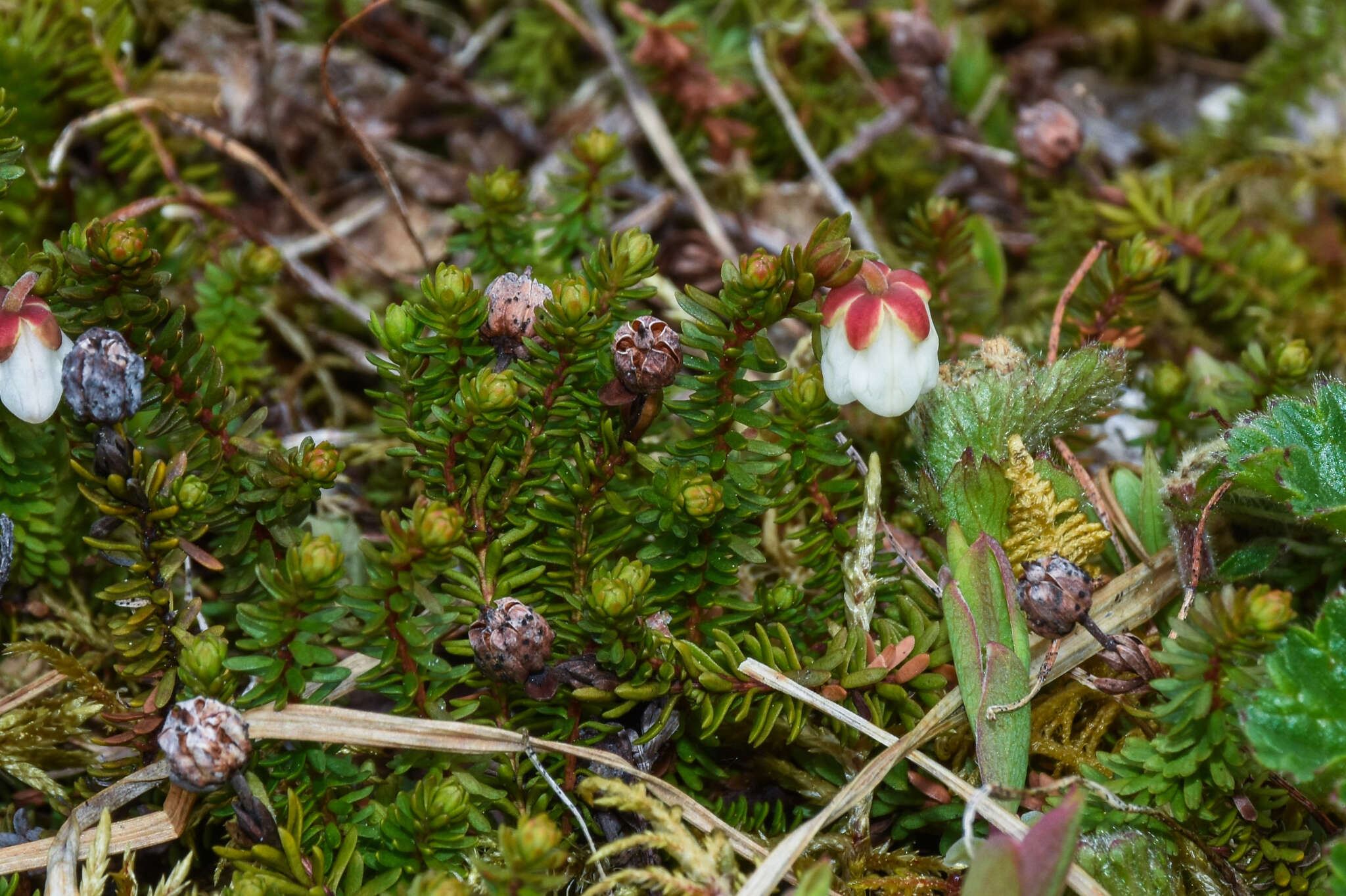 Image of Alaska Bell-Heather