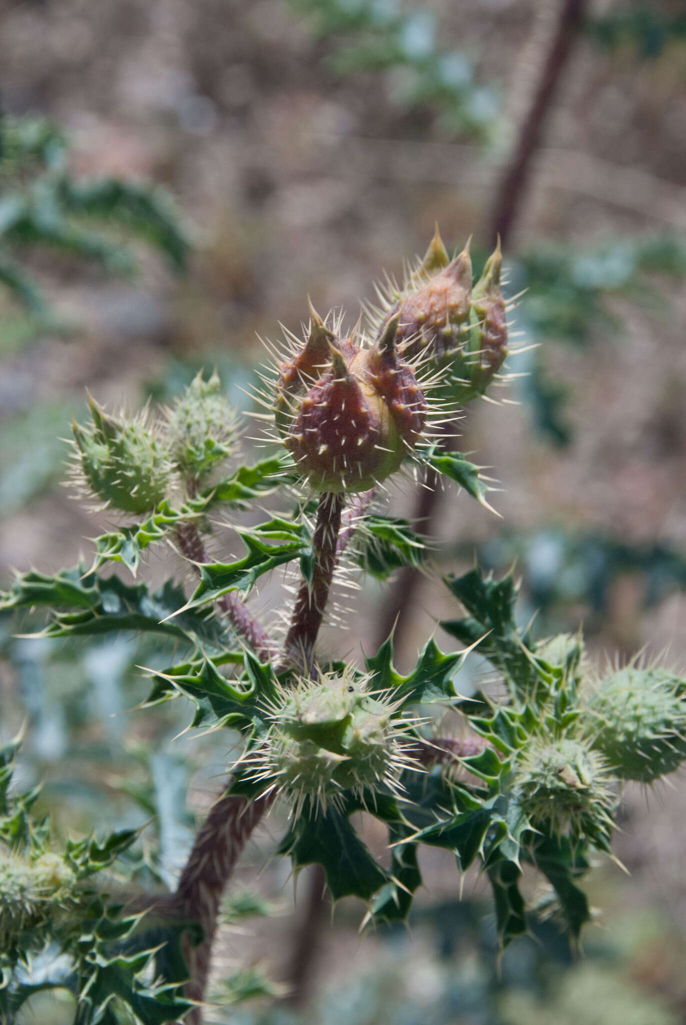 Image of southwestern pricklypoppy