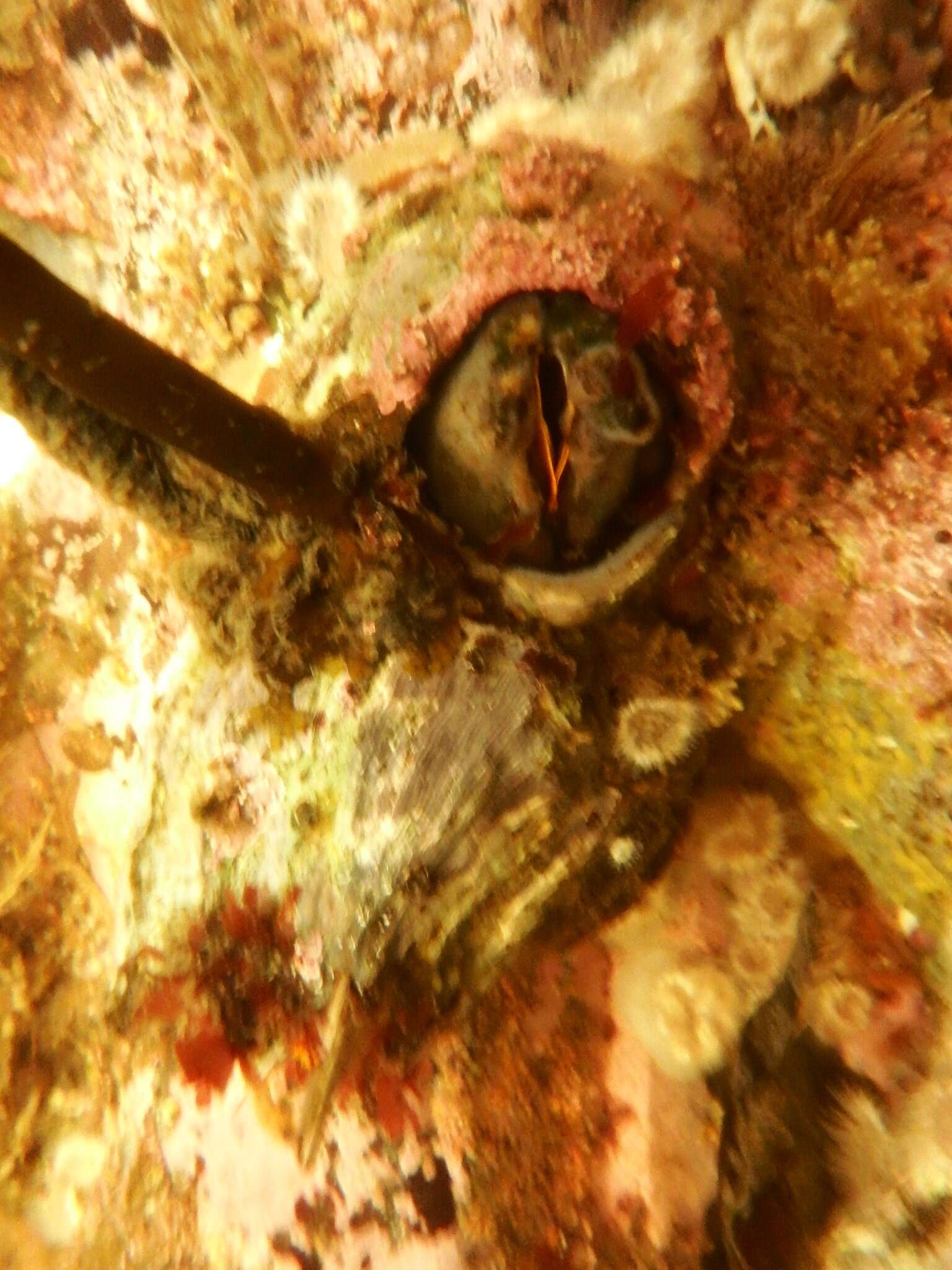 Image of Giant Acorn Barnacle