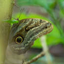 Image of Caligo oileus scamander Boisduval 1870