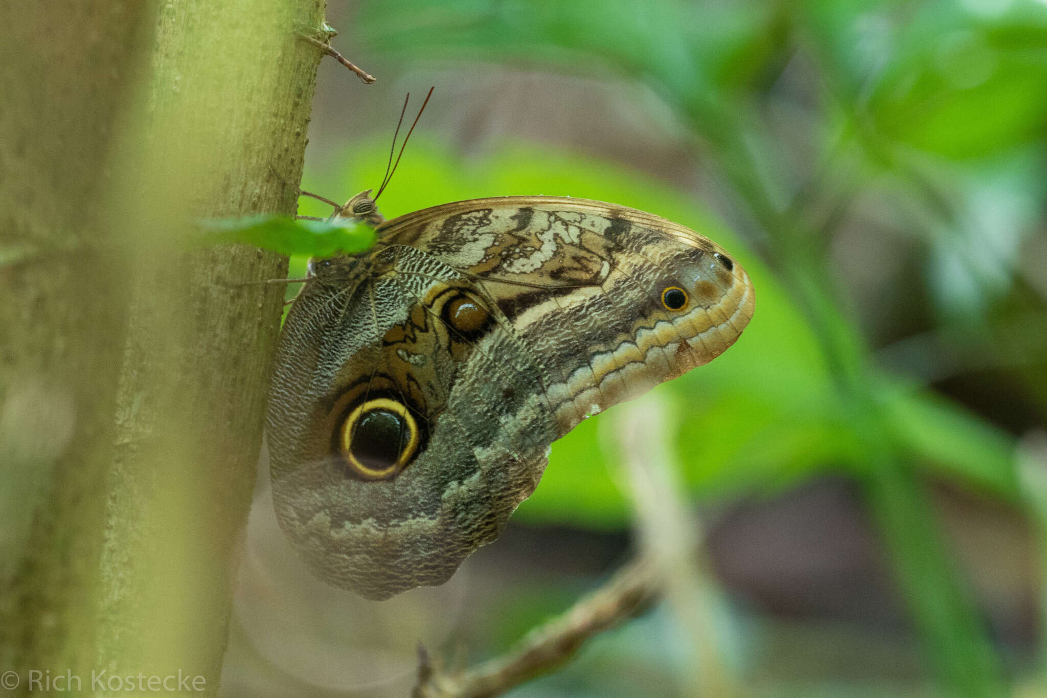 Imagem de Caligo oileus scamander Boisduval 1870