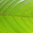 Image of Meliosma simplicifolia subsp. simplicifolia